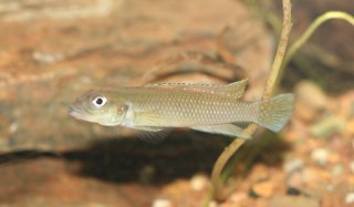 Lamprologus congoensis