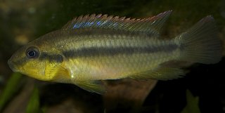 Limbochromis robertsi