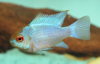 Mikrogeophagus ramirezi