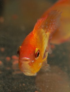 Mikrogeophagus ramirezi