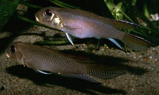 Nanochromis consortus