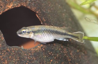 Nanochromis minor