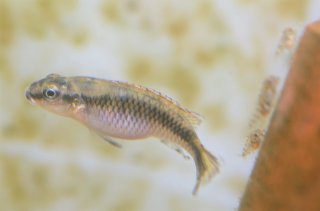 Nanochromis minor