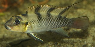 Nanochromis transvestitus