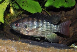 Oreochromis niloticus