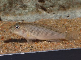 Orthochromis malagaraziensis