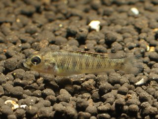 Orthochromis malagaraziensis