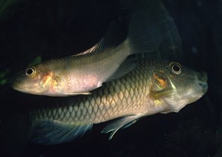 Parananochromis gabonicus