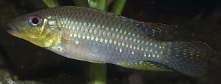 Parananochromis longirostris