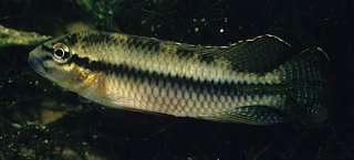Parananochromis ornatus