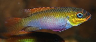 Pelvicachromis kribensis