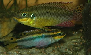 Pelvicachromis kribensis