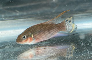 Pelvicachromis taeniatus