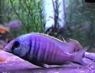 Placidochromis electra