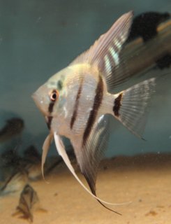 Pterophyllum scalare