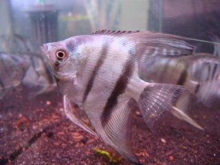 Pterophyllum scalare