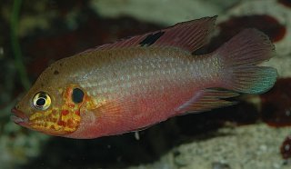 Rubricatochromis cerasogaster