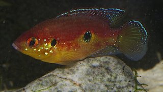 Rubricatochromis cristatus
