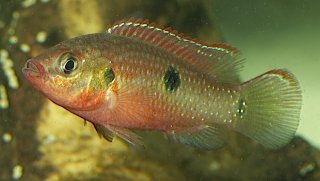 Rubricatochromis letourneuxi