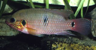 Rubricatochromis stellifer
