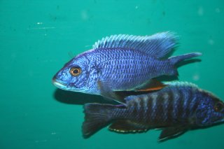 Sciaenochromis ahli