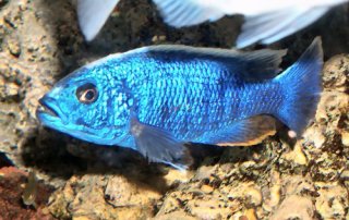 Sciaenochromis fryeri