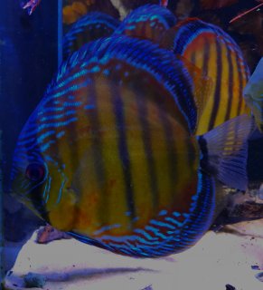 Symphysodon aequifasciatus