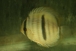 Symphysodon discus