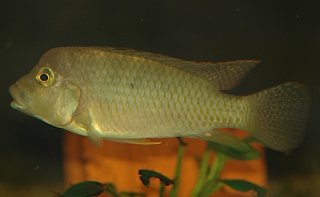 Thoracochromis demeusii