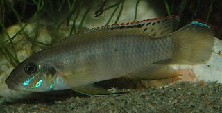 Wallaceochromis signatus