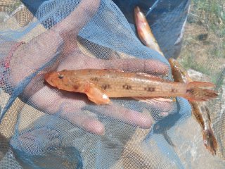 Glossogobius giuris