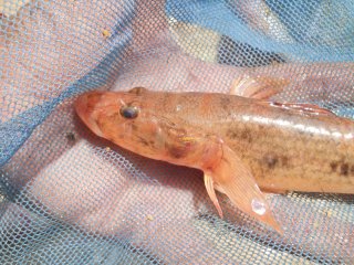 Glossogobius giuris