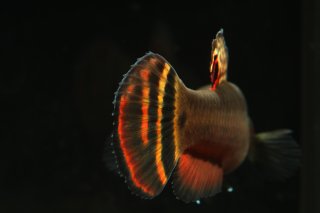 Betta macrostoma