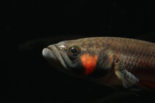 Betta macrostoma