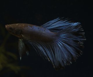 Betta splendens