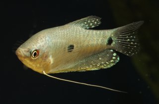 Trichopodus trichopterus