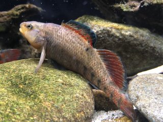 Etheostoma caeruleum