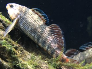 Etheostoma caeruleum