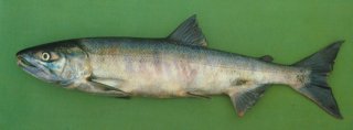 Oncorhynchus keta