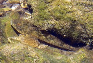 Common member of the family Cottidae