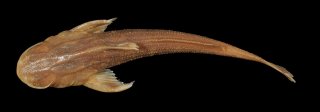 Acrochordonichthys guttatus