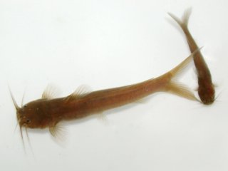 Amblyceps mangois