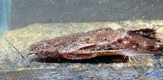 Bunocephalus colombianus