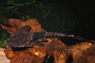 Bunocephalus coracoideus