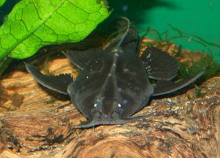 Platystacus cotylephorus