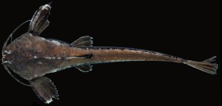 Pterobunocephalus depressus