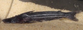 Ageneiosus lineatus