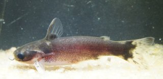 Centromochlus sp. `LOWER TAPAJOS`