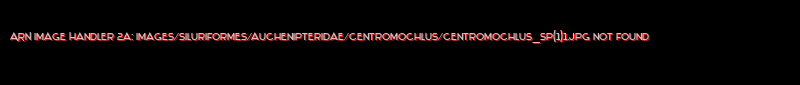 Centromochlus sp. (1)