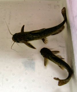 Trachelyopterus fisheri